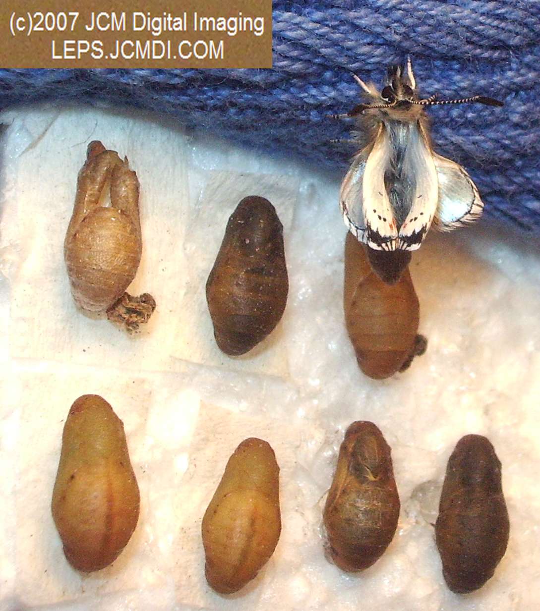 Philotes sonorensis (Sonoran Blue) life cycle images from jcmdi.com